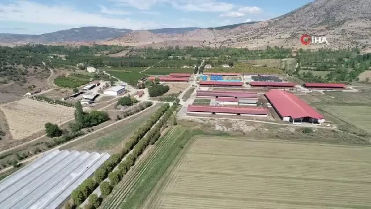 Biberonla beslenen buzağılara bebek gibi bakıyorlar