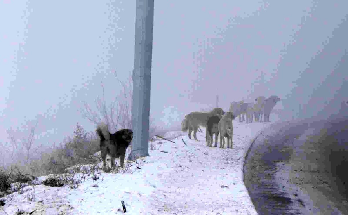 Erzincan\'da başıboş sokak köpekleri tehlike saçıyor