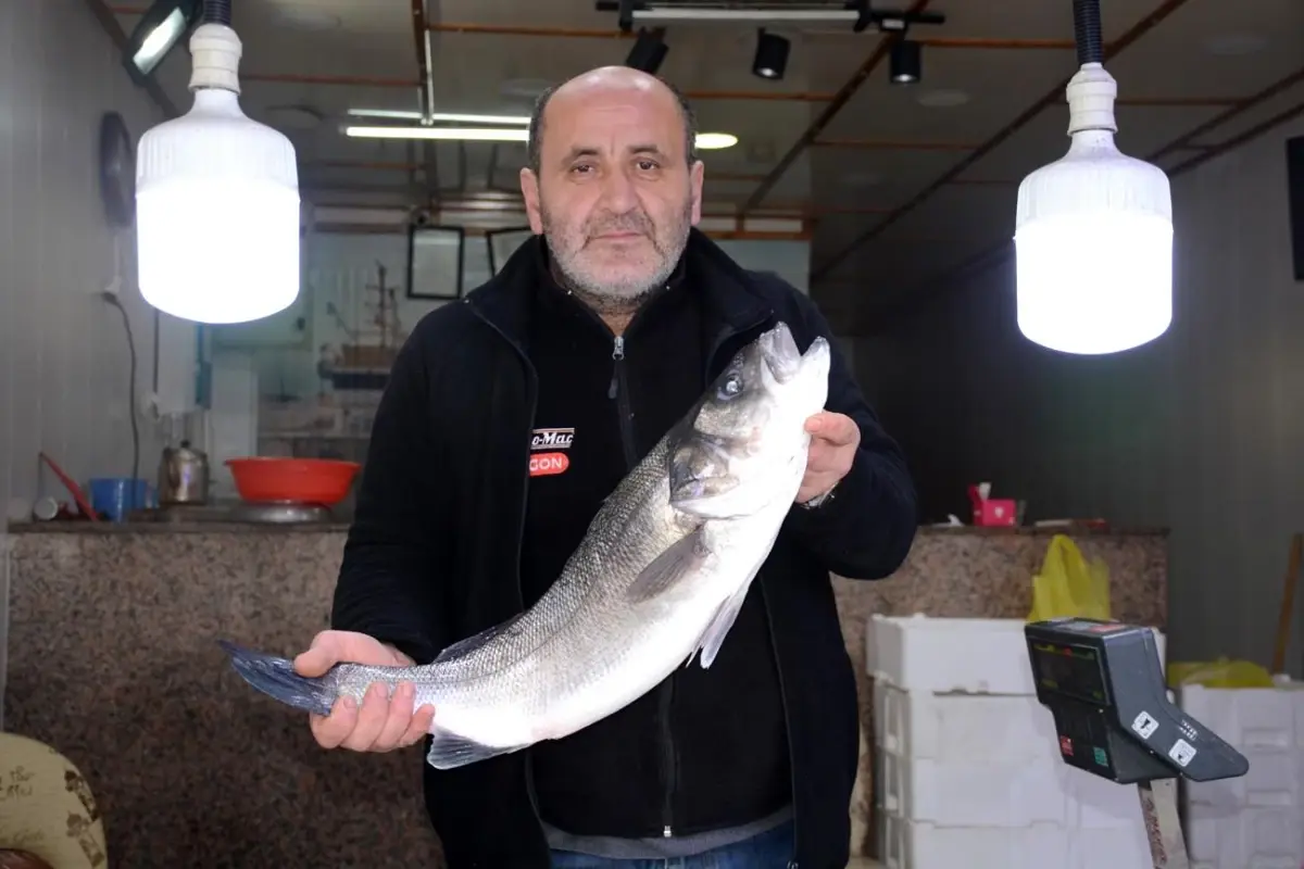 Karadeniz\'de 4,5 kiloluk levrek avlandı