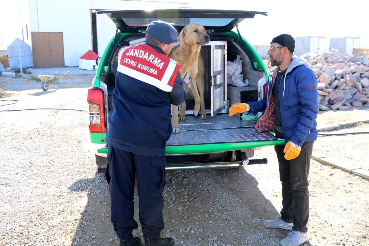 Karaman\'da yaralı köpek koruma altına alındı