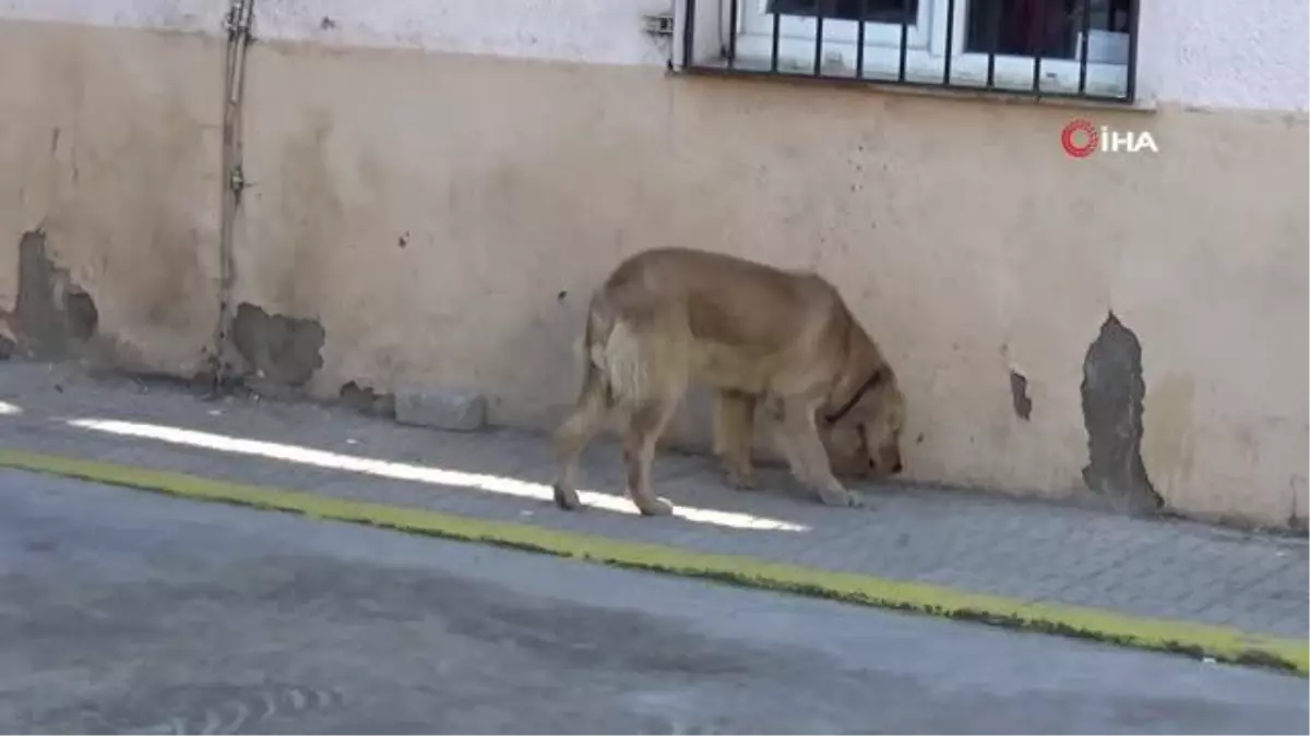 Kedisini ve köpeğini getiren mikroçip sırasına girdi