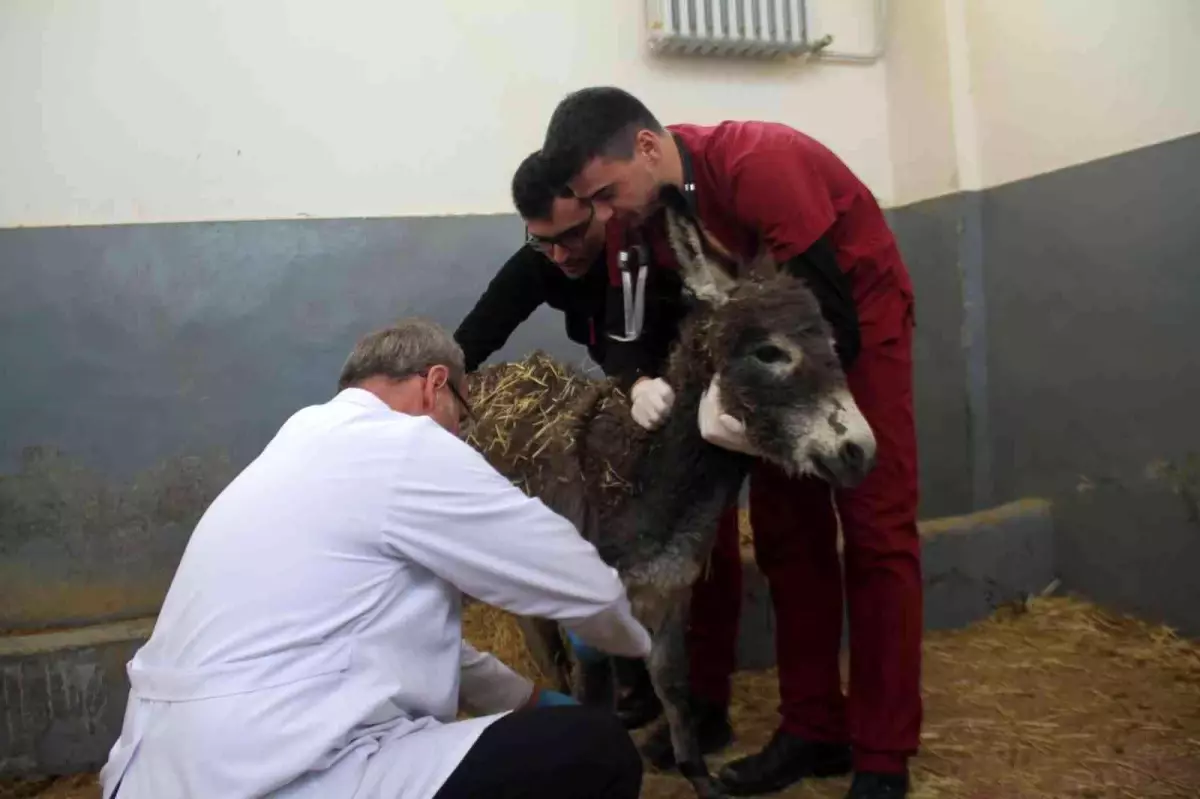 Vücudunda yanıklar bulunan sıpa tedavi edildi