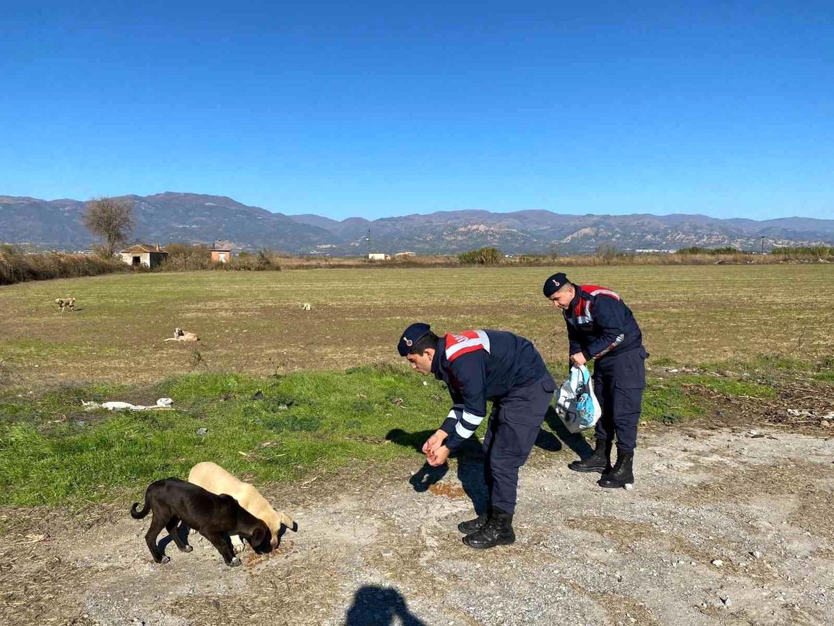 Jandarma sokak hayvanlarını unutmadı