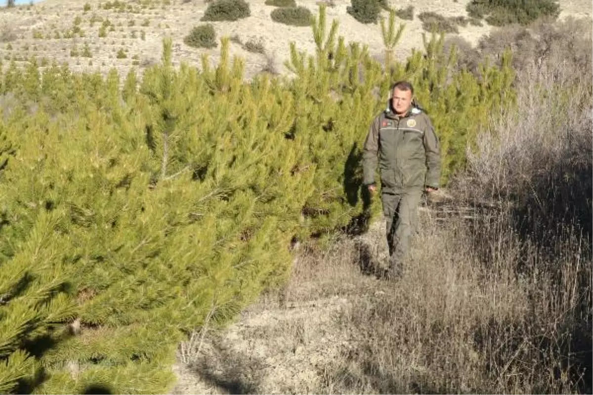 ORMANCILARDAN KAÇAK ÇAM KESİMİNE KARŞI NÖBET