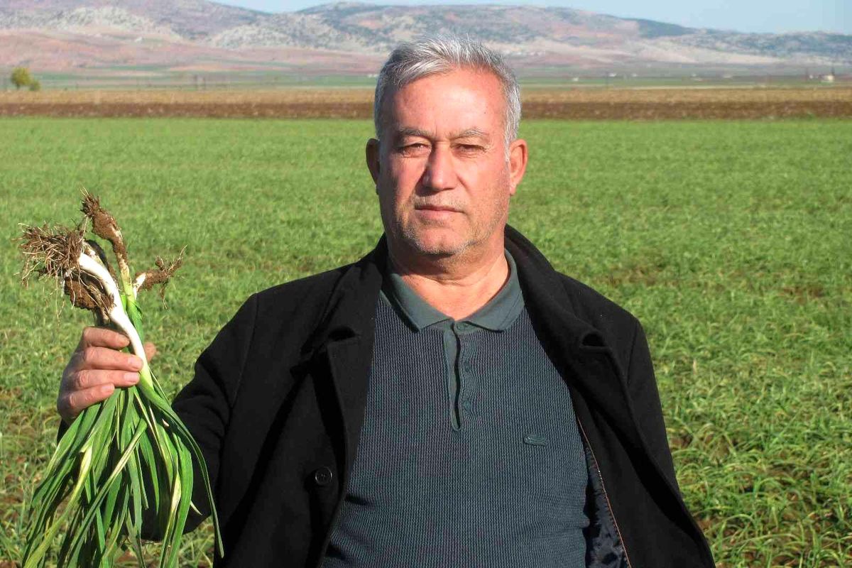 Virüs savar Araban sarımsağı için geri sayım başladı