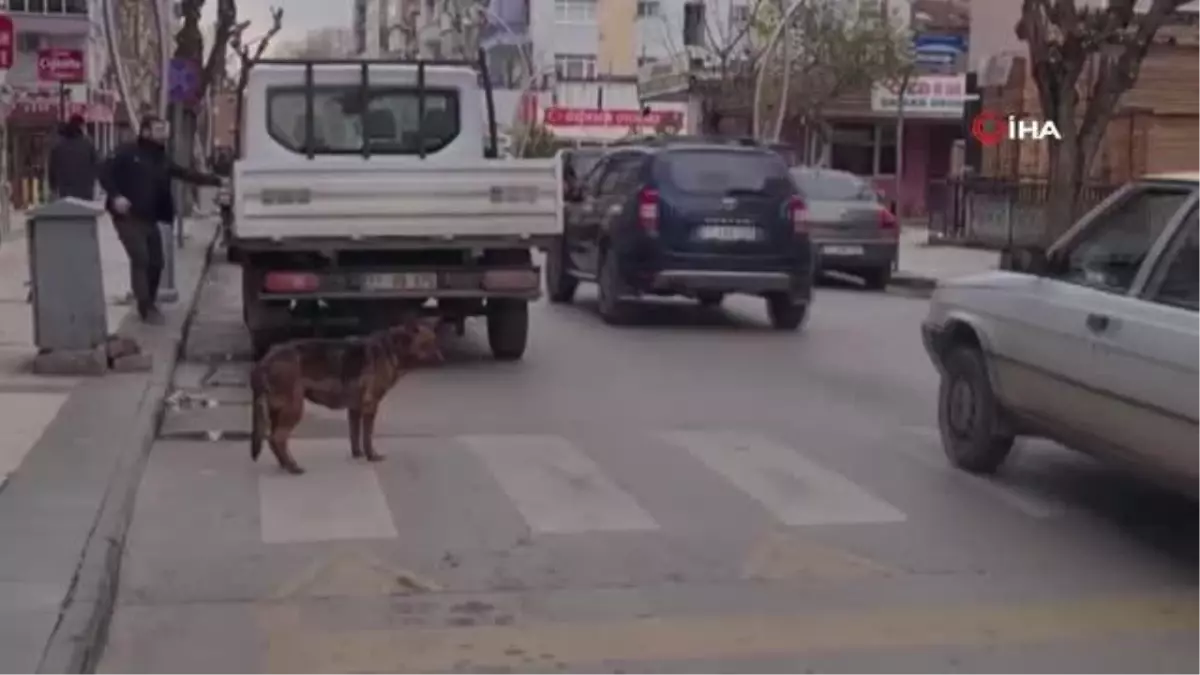 Yaya geçidini kullanan köpek görenleri şaşırttı