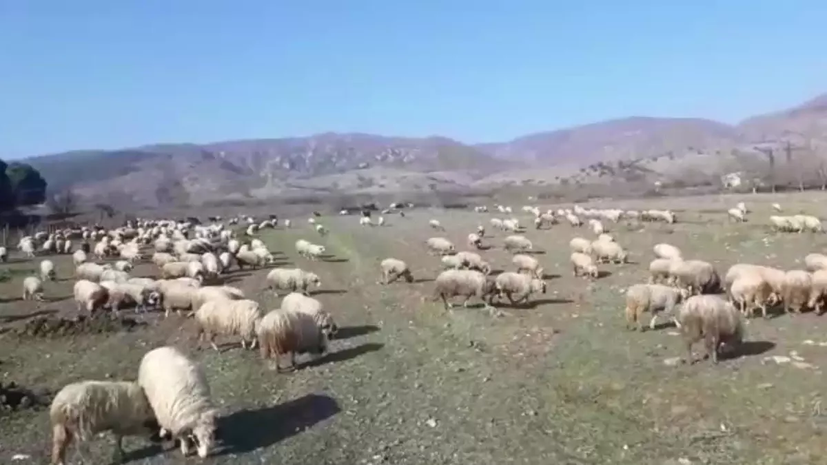 Amasya Çambükü\'nde Mera Alanları Ellerinden Alınan Besici "Benim Maaşımı Bu Hayvanlar Veriyor"