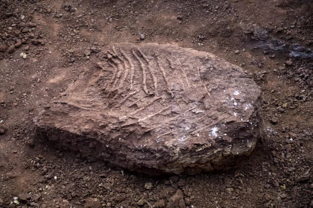 Çin'in Yunnan Eyaletinde Dinozor Fosilleri Keşfedildi
