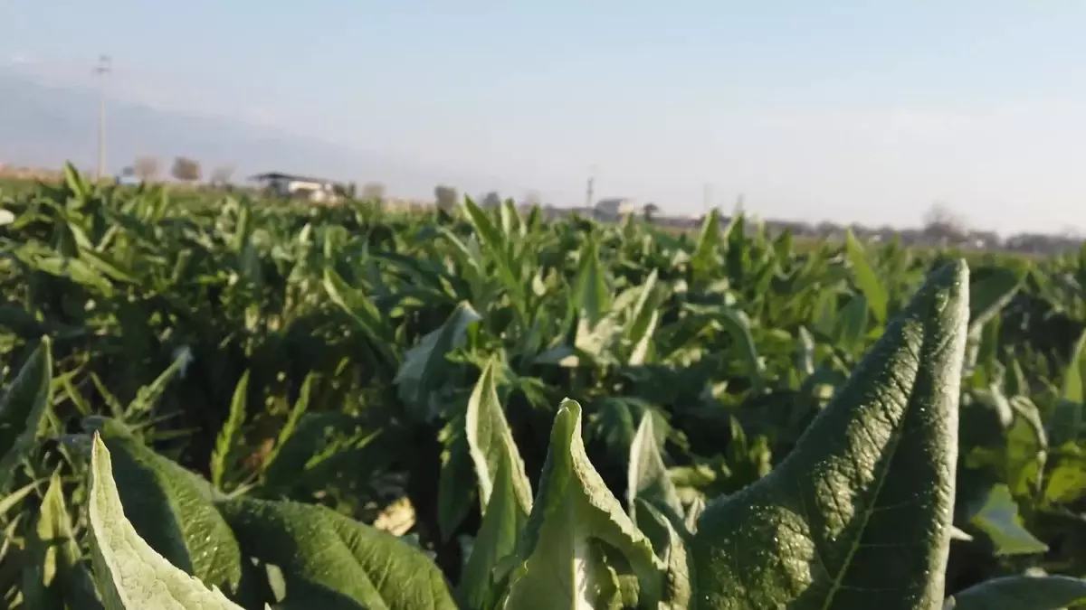 Efeler\'in Taze Enginarları Efe Bakkal Raflarında Yerini Aldı