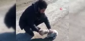 Kafası kavanoza sıkışan yavru köpeği vatandaş kurtardı