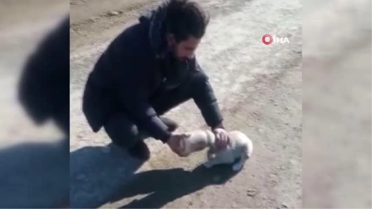 Kafası kavanoza sıkışan yavru köpeği vatandaş kurtardı
