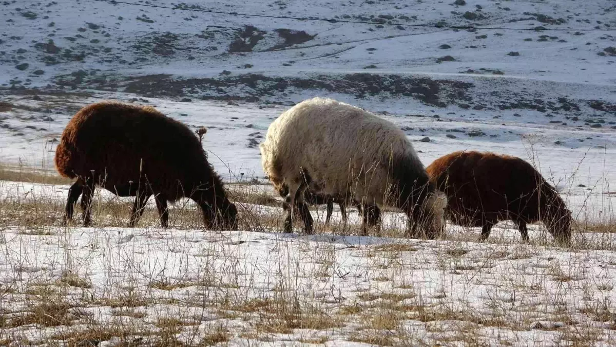 Kış ayında sıcak hava, hayvanlarını merada otlatan besicileri sevindirdi