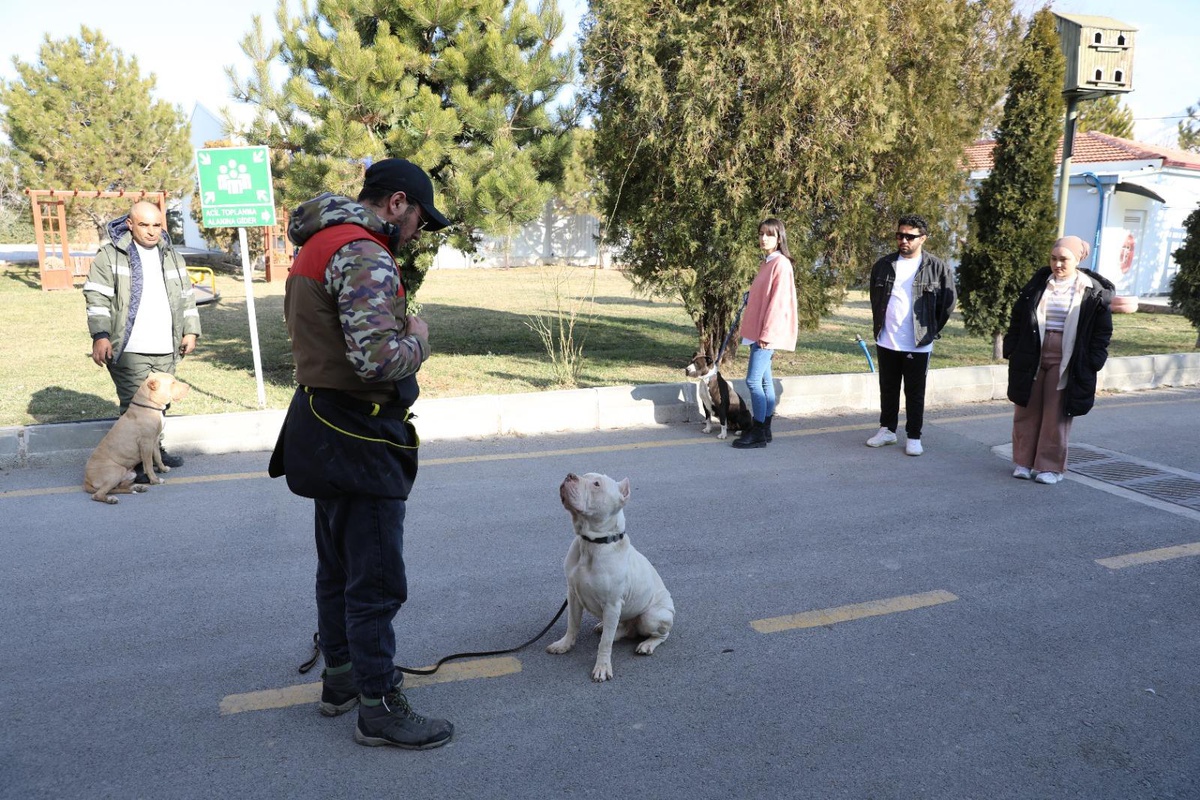 Niğde\'de barınaktaki tehlikeli ırk köpeklere "uyum" eğitimi veriliyor