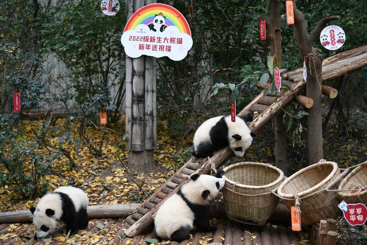 Panda Yavruları Yeni Yıl Öncesi Ziyaretçilere Merhaba Dedi