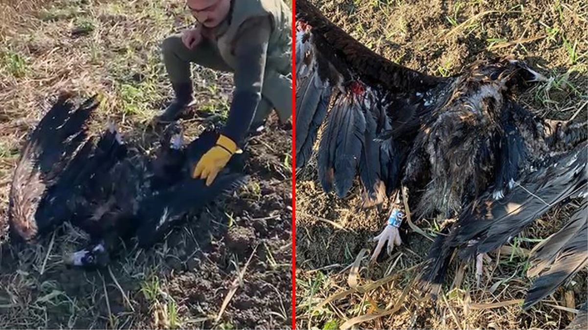 Türkiye\'de görülen en büyük yırtıcı kuş! Bulgaristan\'da koruma altındaydı, Çatalca\'da vuruldu