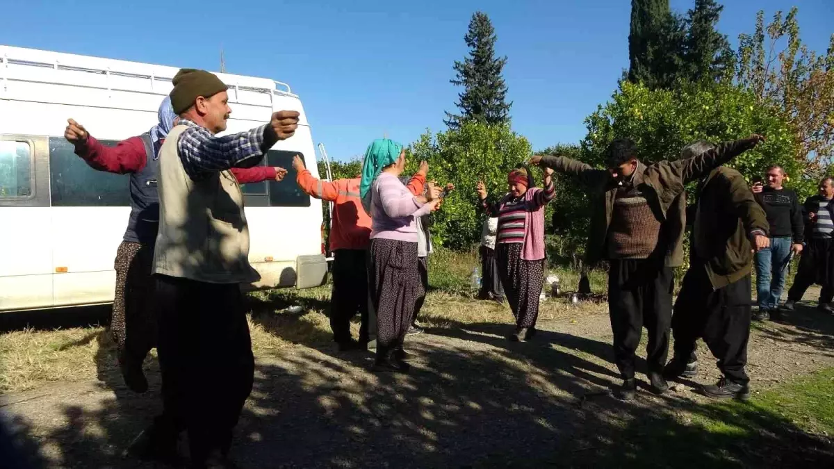 Güle oynaya mandalina hasadı yaptılar... O anlar böyle görüntülendi