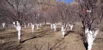 Tavşanlar köylülerin korkulu rüyası oldu, çiftçi torbalı önlem aldı
