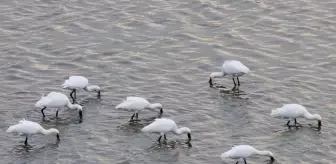 Yalova'daki Hersek Lagünü'nde kuş türü sayısı 250'ye yükseldi