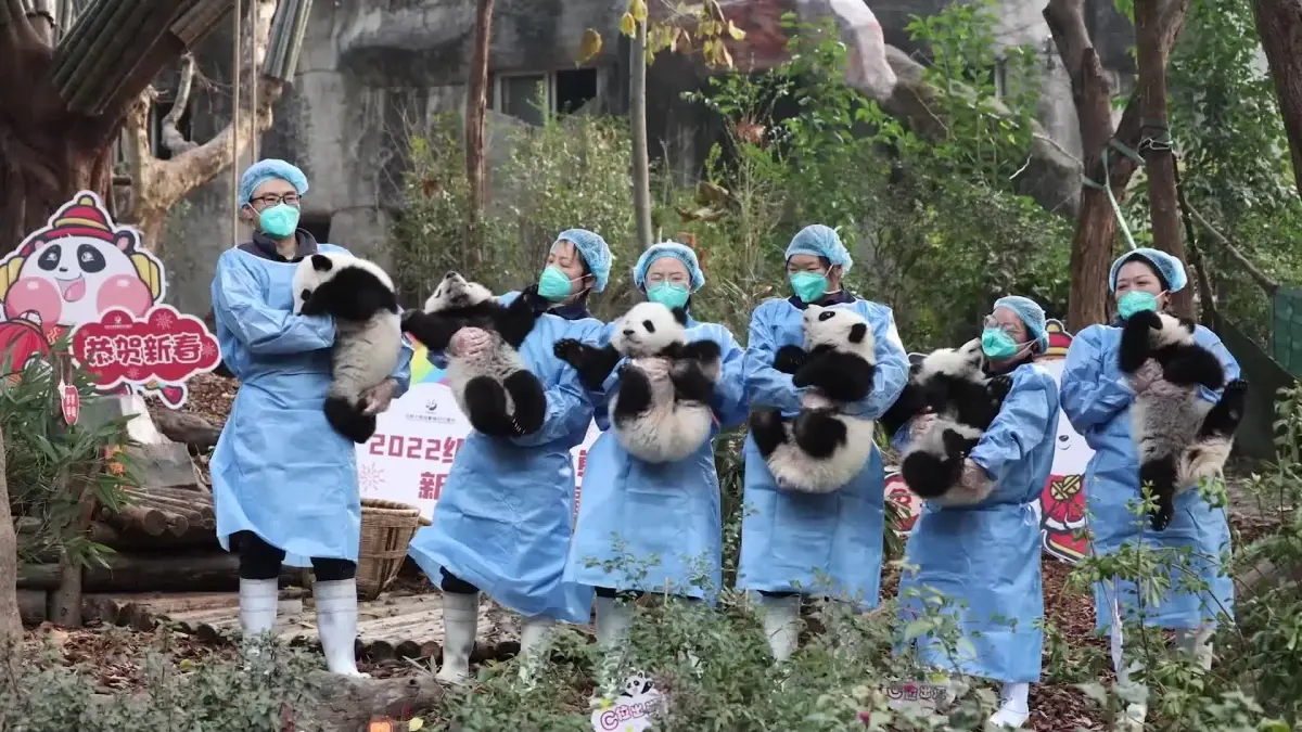 Yeni Yıl Öncesi Panda Yavruları Ziyaretçilerini Selamladı