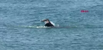 Yılın son günü Antalya'da denize girdiler