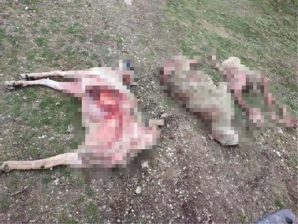 Ankara\'da sokak köpekleri 9 koyunu yedi iddiası