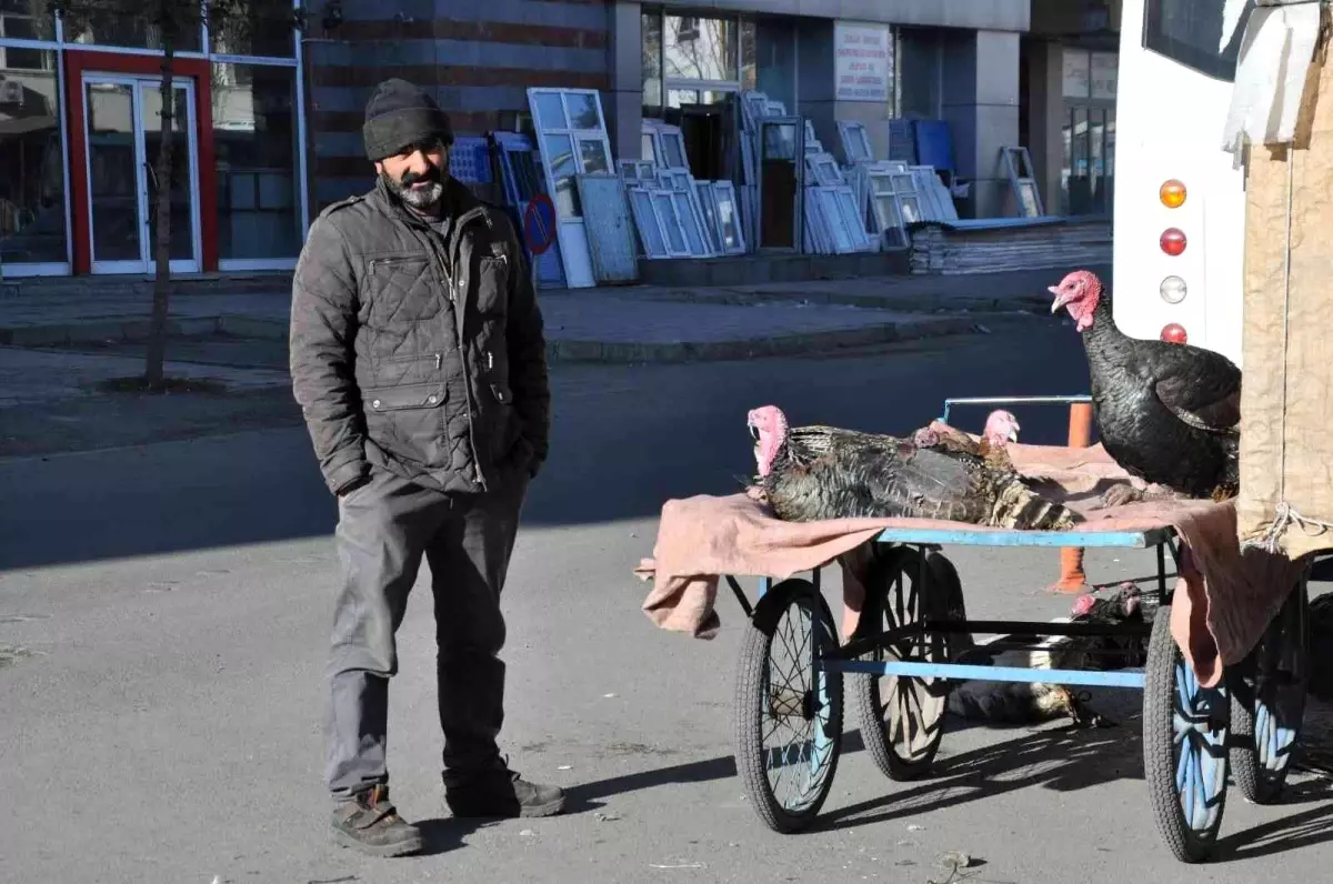 Kars\'ta yılbaşı hindileri el yakıyor