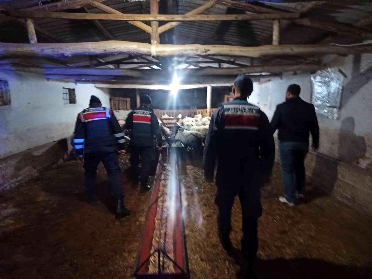 Kaybolan hayvanları Jandarma buldu