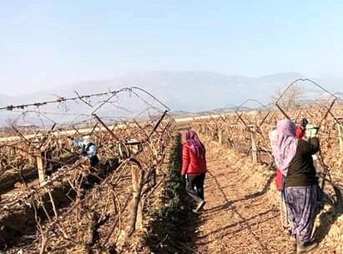 Sarıgöl\'de üzüm bağlarında hummalı çalışma başladı
