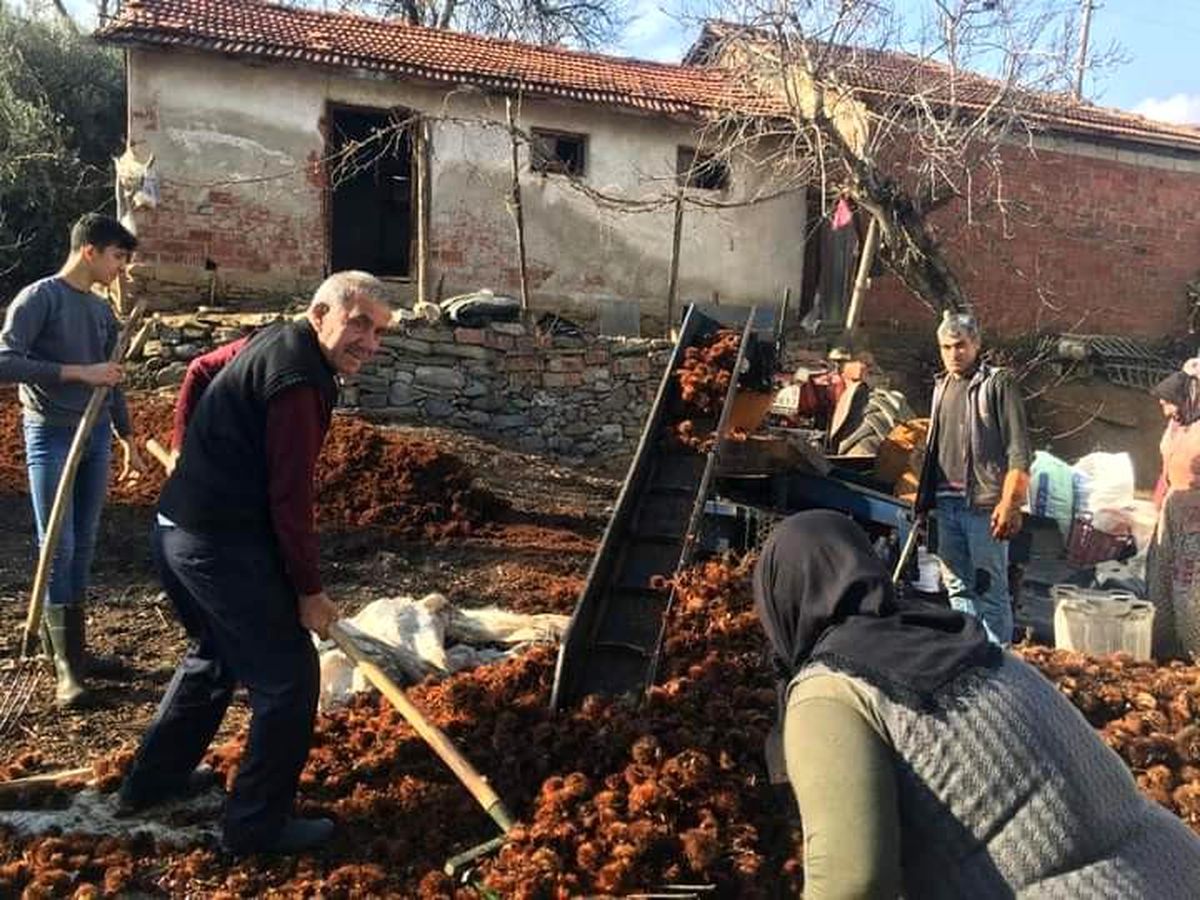 Sarıgöl\'de yılın son kestane hasadı yapıldı