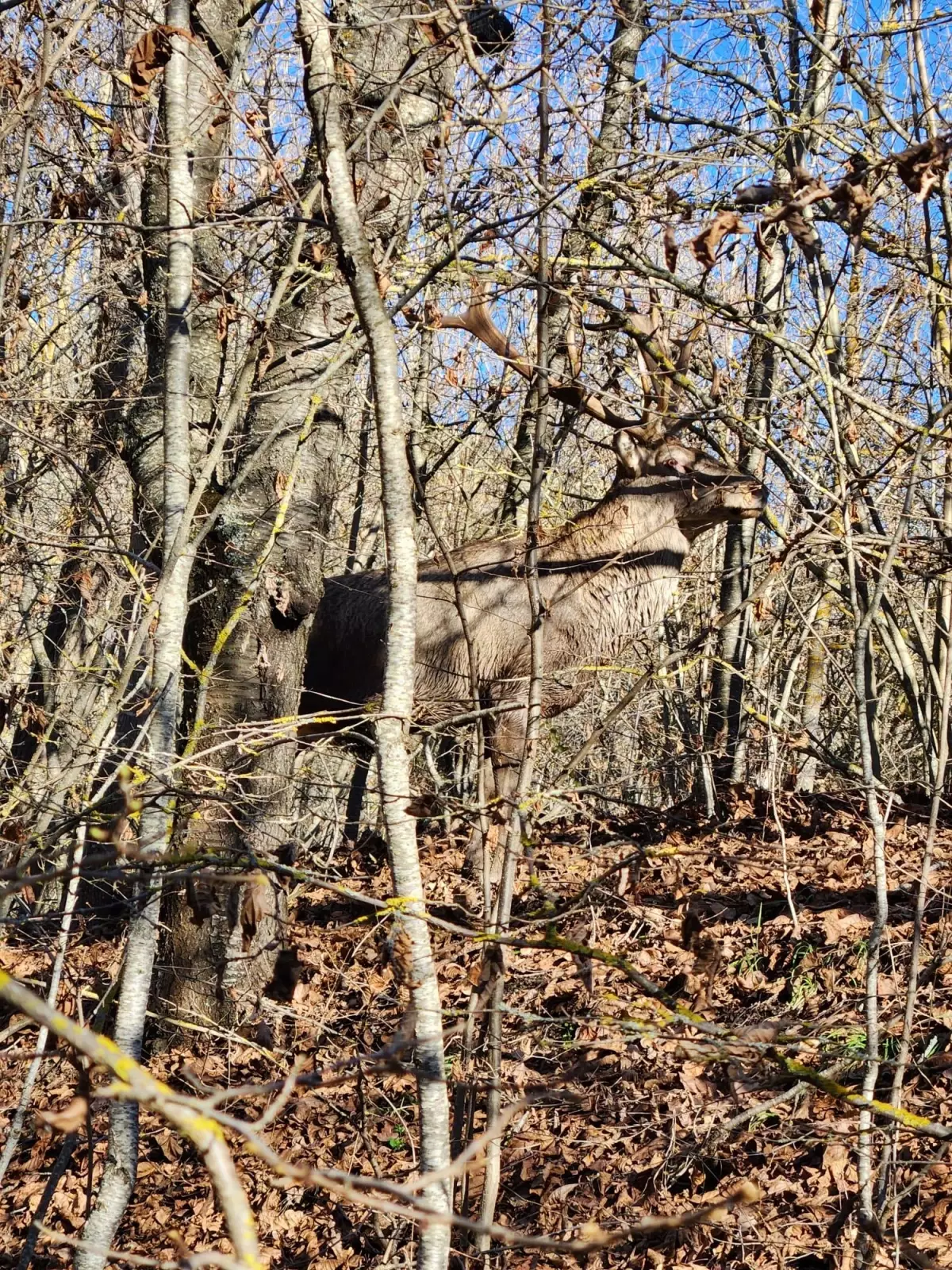 Yaralı geyik tedavi altına alındı