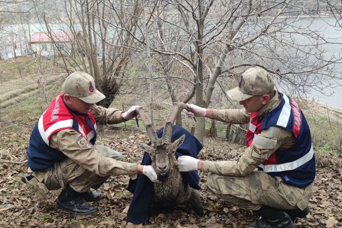 Elazığ\'da nehre düşen dağ keçisi jandarma ekiplerince kurtarıldı