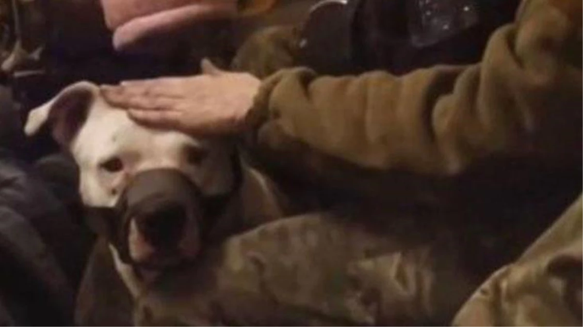 Rusya ile Ukrayna arasındaki esir takasında pitbull köpeği de iade edildi