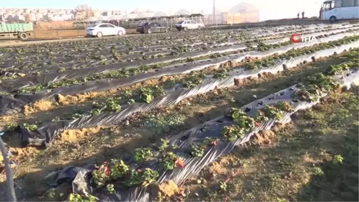 Şehrin yanı başında 120 dönümlük cazibe alanı