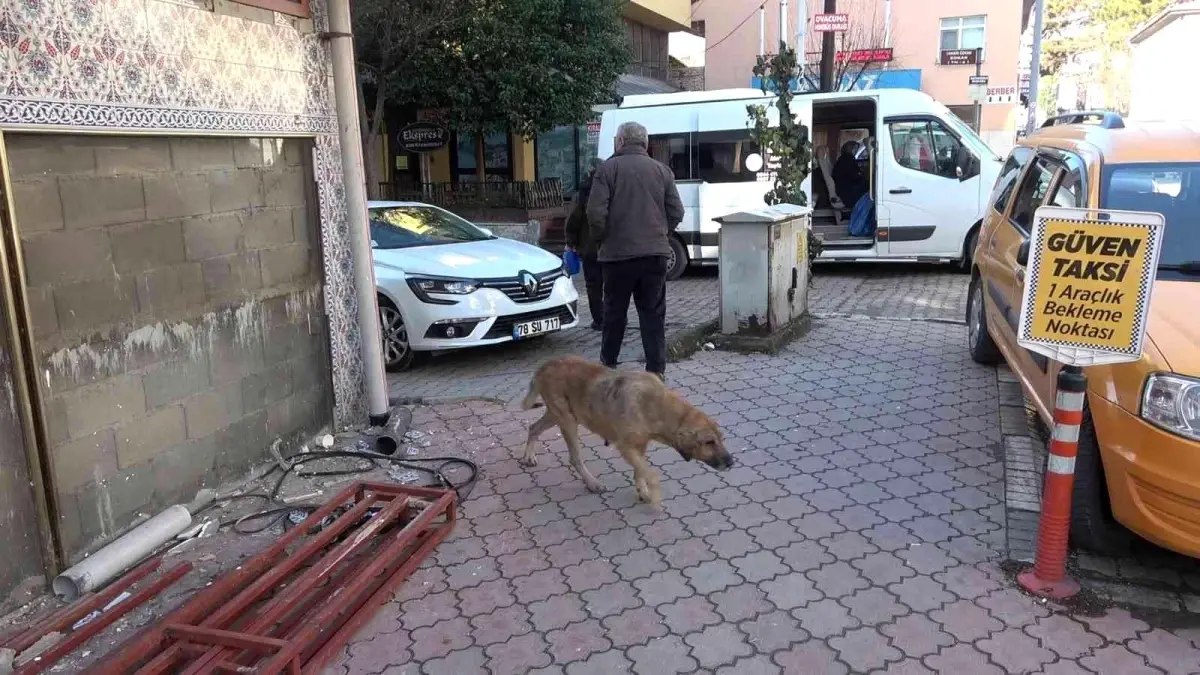 Sokak köpeği ısırdı, kuduz aşısı olmak için 100 kilometre yol gitti