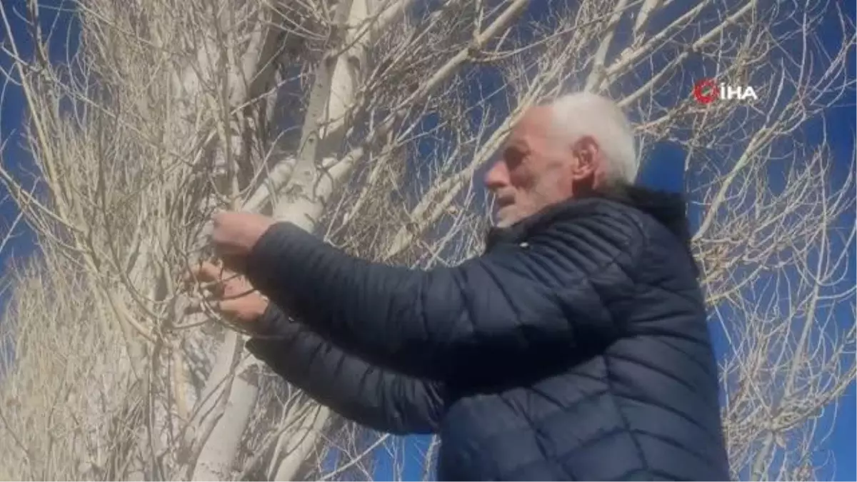 Van'da Ocak ayında ağaçların dalları yeşerdi