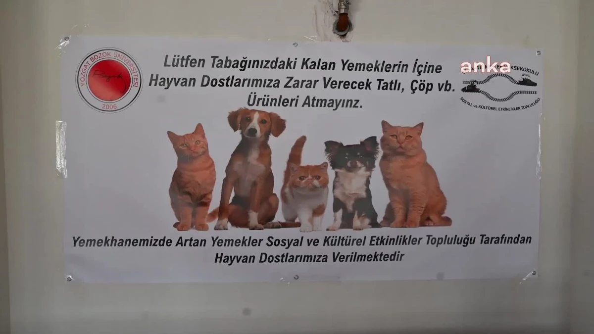 Yozgat\'ta Üniversite Öğrencileri Artan Yemekleri Toplayarak, Sokak Hayvanlarını Besliyor