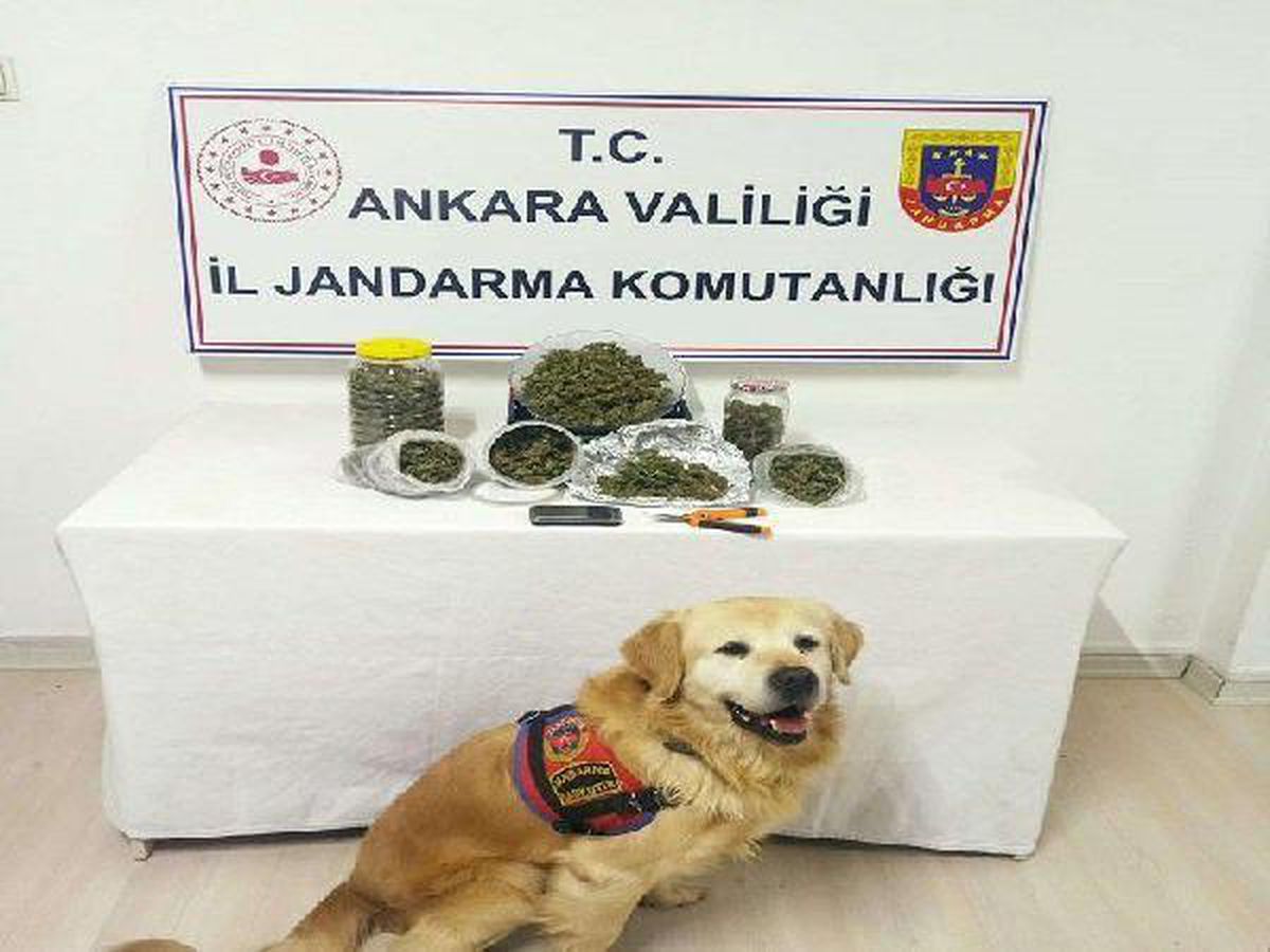 Ankara\'daki uyuşturucu operasyonlarında 1 tutuklama