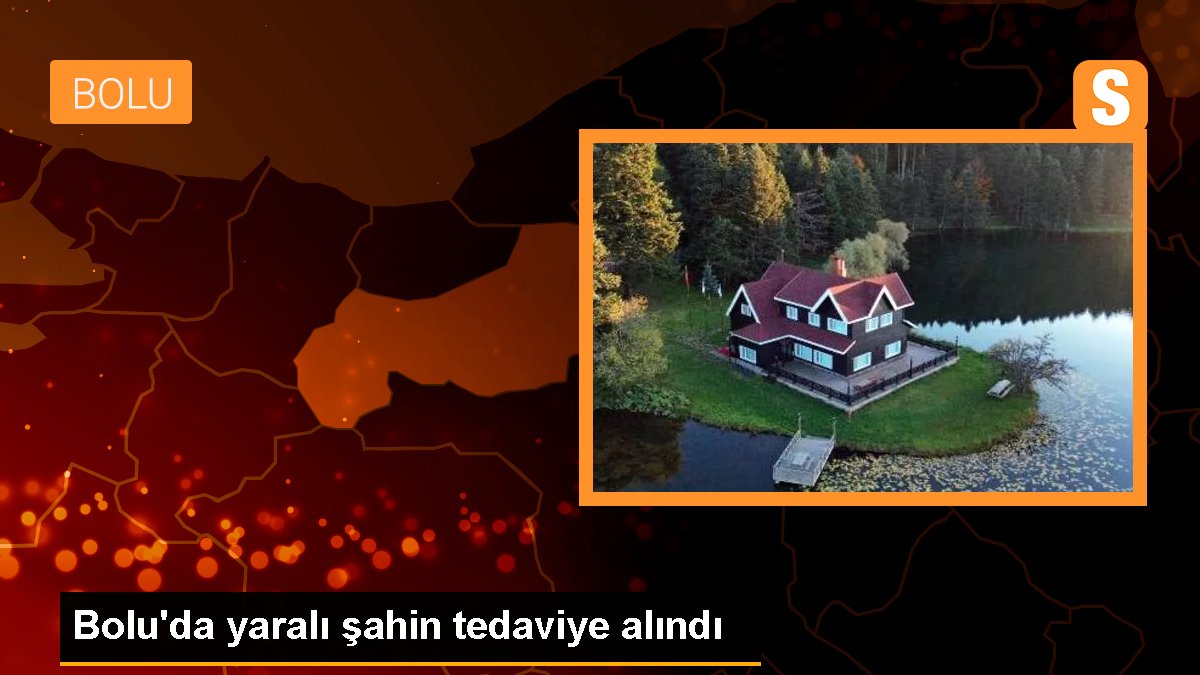 Bolu\'da yaralı şahin tedaviye alındı