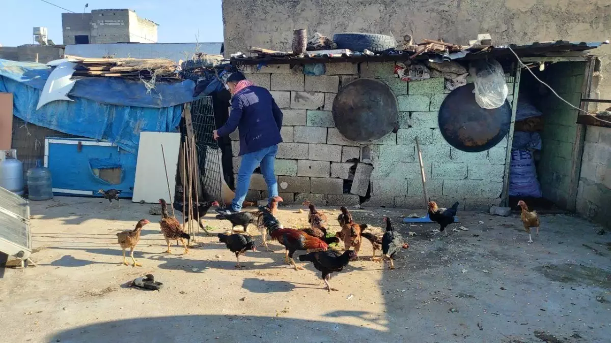 Güvercinlerini satarak aldığı tavuklarla yumurta üretimine başladı