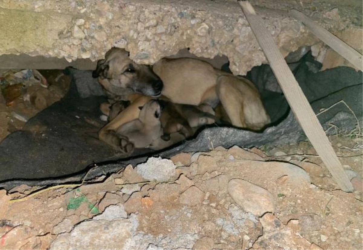 Soğukta doğum yapan sokak köpeği, 7 yavrusuyla barınağa alındı