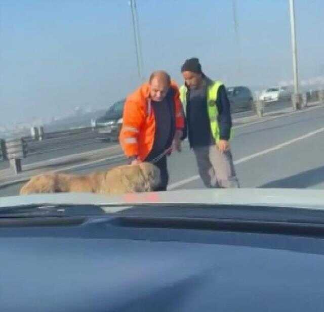 15 Temmuz Şehitler Köprüsü'nde bir garip olay! Sürücüler başıboş köpek için seferber oldu