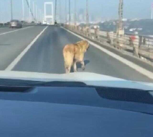 15 Temmuz Şehitler Köprüsü'nde bir garip olay! Sürücüler başıboş köpek için seferber oldu