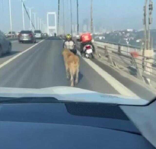 15 Temmuz Şehitler Köprüsü'nde bir garip olay! Sürücüler başıboş köpek için seferber oldu