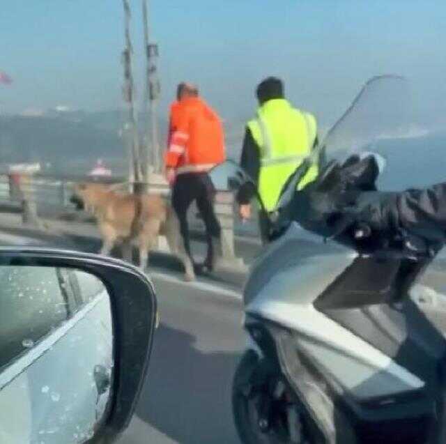 15 Temmuz Şehitler Köprüsü'nde bir garip olay! Sürücüler başıboş köpek için seferber oldu