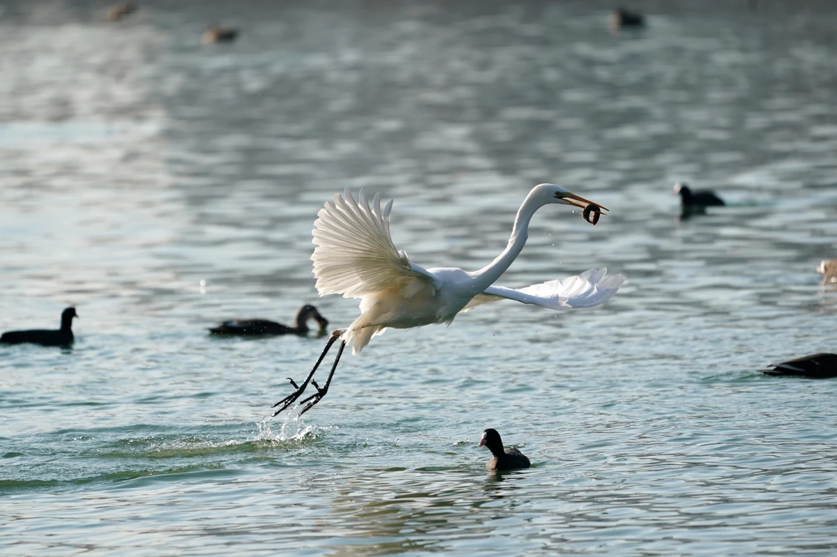 Çin\'in Kuzeyindeki Fenhe Nehri\'nde Barınan Kuş Sayısı Arttı