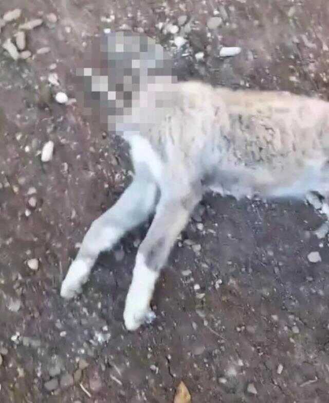 Evin köpeğinin kafasını kesip götürdüler! Evin köpeğinin kafasını kesip götürdüler!