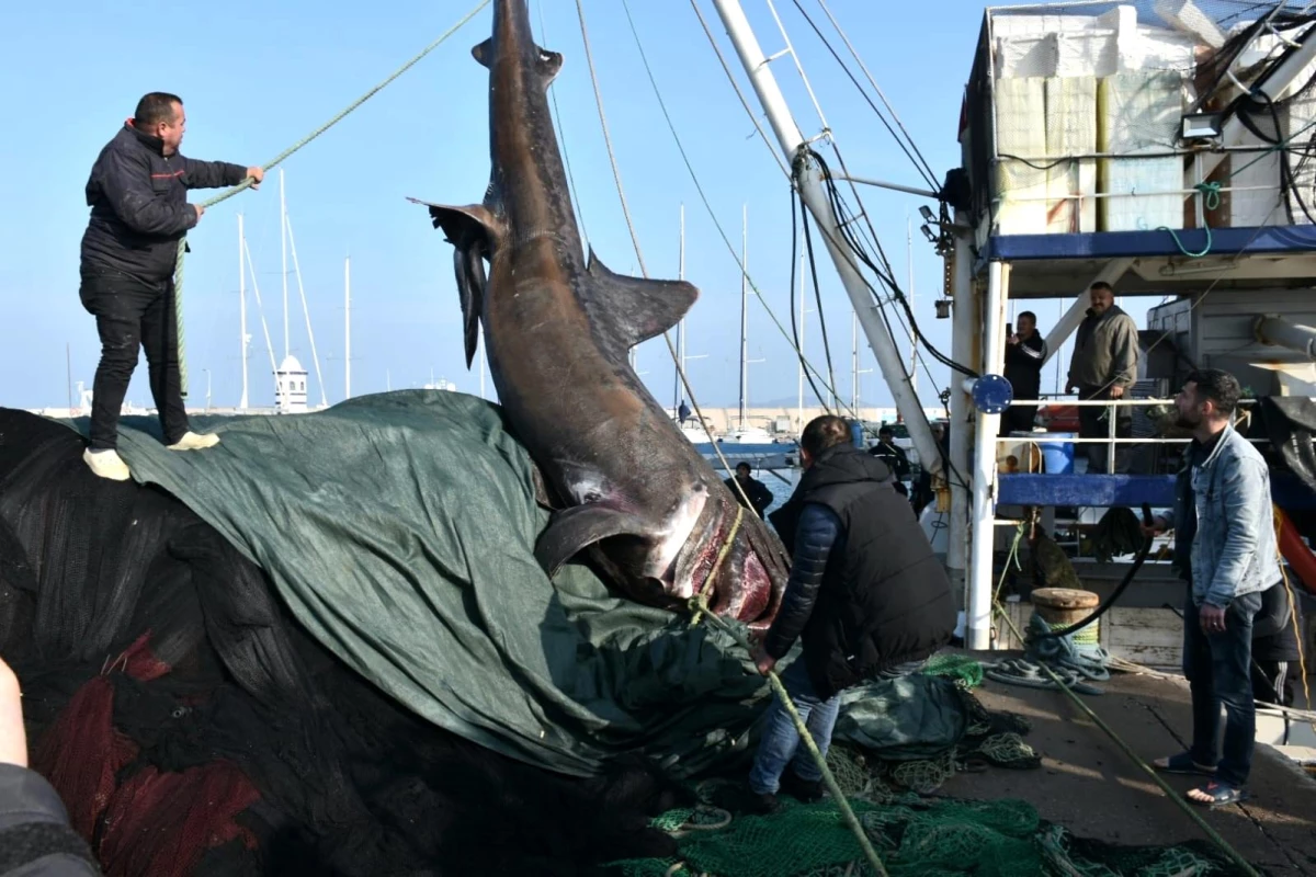 İzmir\'de balıkçıların ağına takılan 10 metre uzunluğundaki, 2 ton ağırlığındaki köpekbalığı büyük şaşkınlık yarattı