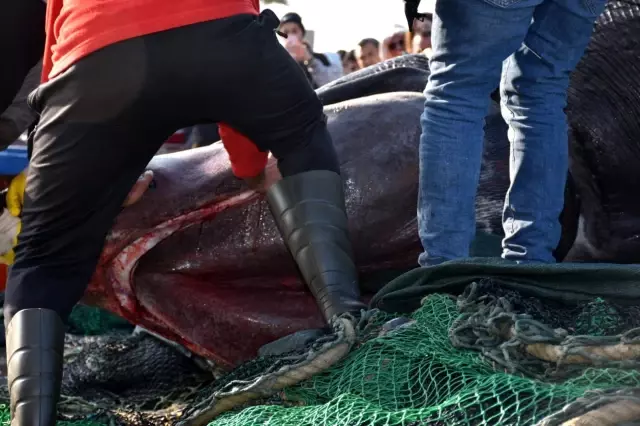 Boyu 10 metre, ağırlığı 2 ton! İzmir'de balıkçıların ağına takılan köpekbalığı herkesi şaşırttı