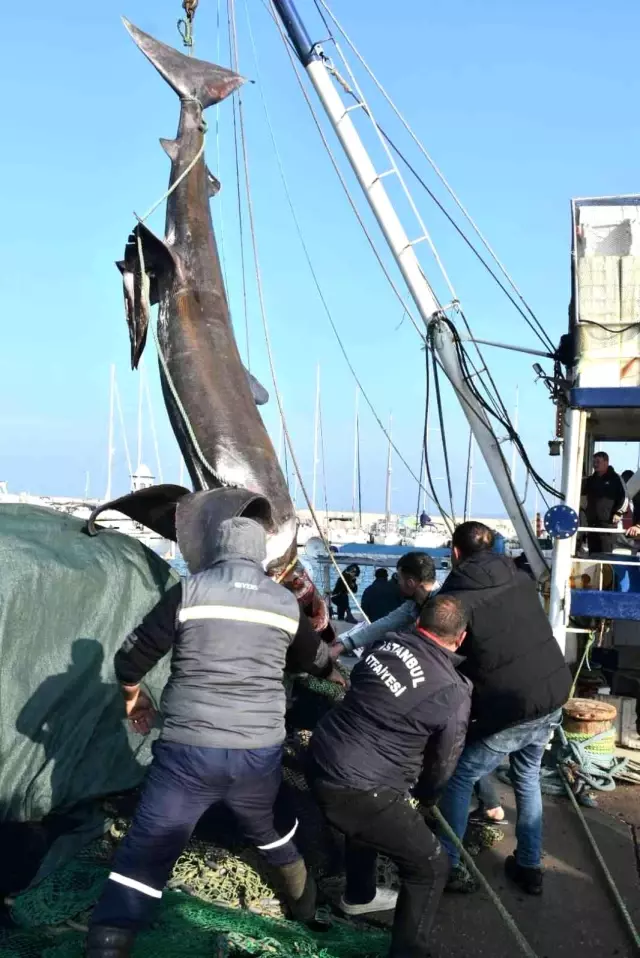 Boyu 10 metre, ağırlığı 2 ton! İzmir'de balıkçıların ağına takılan köpekbalığı herkesi şaşırttı