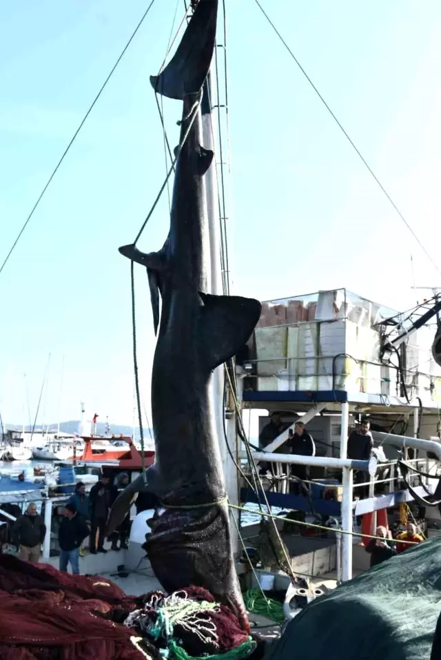 Boyu 10 metre, ağırlığı 2 ton! İzmir'de balıkçıların ağına takılan köpekbalığı herkesi şaşırttı